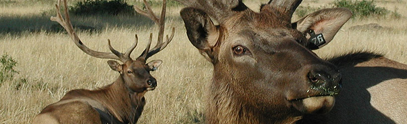 Rosse Posse Elk Farm