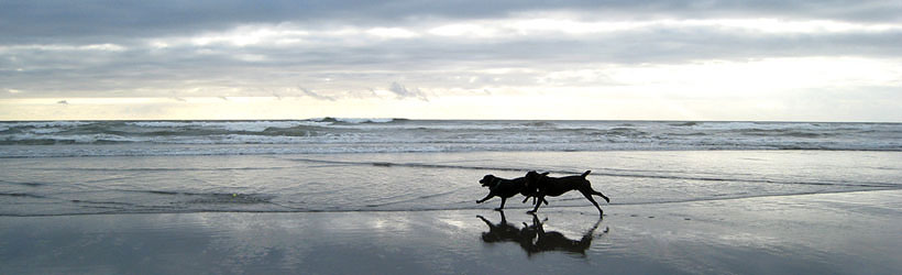 Seaside Fun