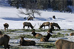 Elk Viewing Tours