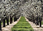 Hood River Valley Blossom Festival