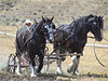 Dufur Threshing Bee